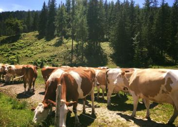 Kuehe auf der Alm