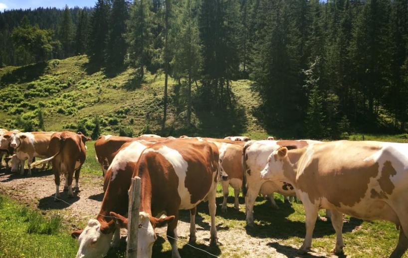 Kuehe auf der Alm