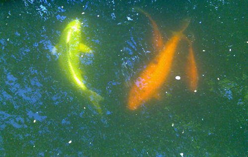 fische